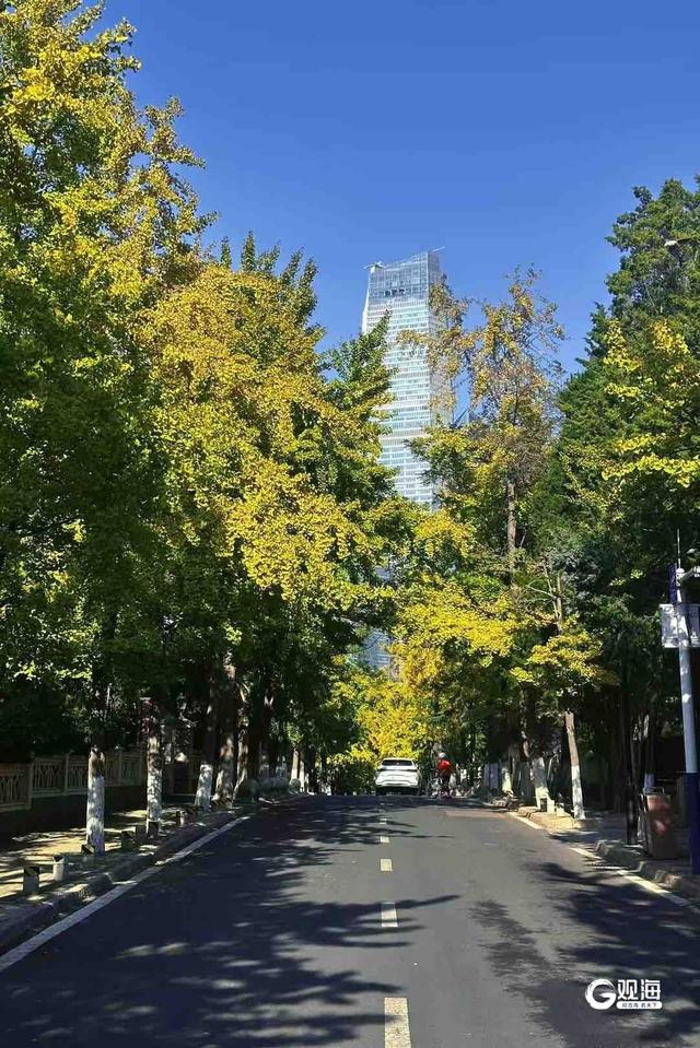 在青岛老城，这样观秋景