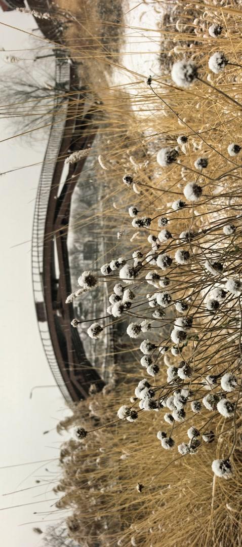 清河之洲，在河之洲看雪景！