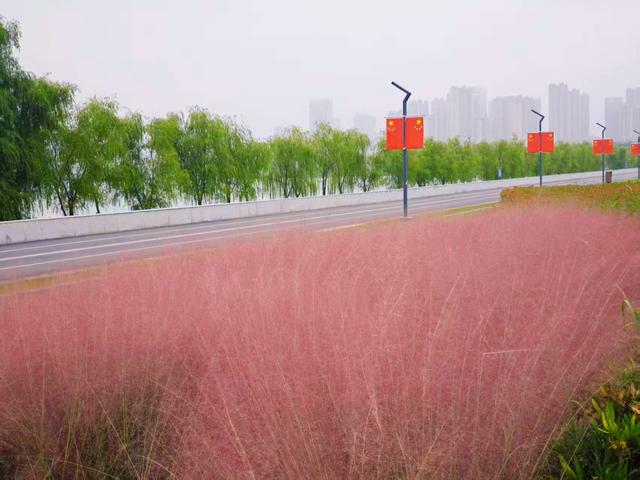 合肥高新区“花样”告白 邀请您来邂逅秋日浪漫