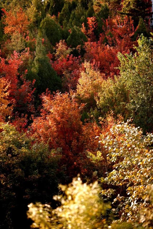 五彩斑斓！北京“漫山红叶”进最佳观赏期!