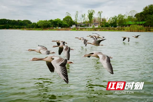 洞庭水乡焕新彩 沅江以文旅项目绘就高质量发展新图景