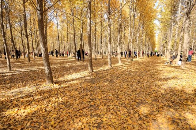西安秋日citywalk天花板，来啦！