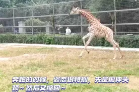 果然视频|动物视界190——奔跑起来的长颈鹿，样子很特别图片