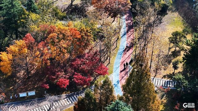 秋染双珠：斑斓叶色与湖光闲情
