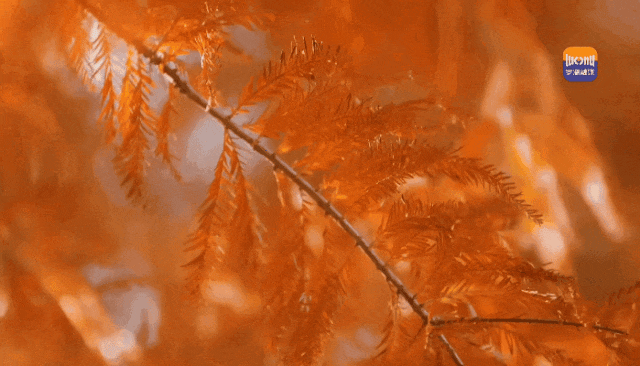 未来一个月，深圳人都往洪湖公园跑！