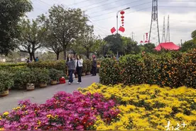 过完年，年花年桔怎么处理？南沙珠江街回收指南来了图片