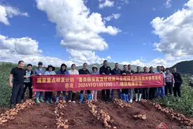 曲靖马铃薯田间测产传捷报 科技绘就高质量发展新图景图片