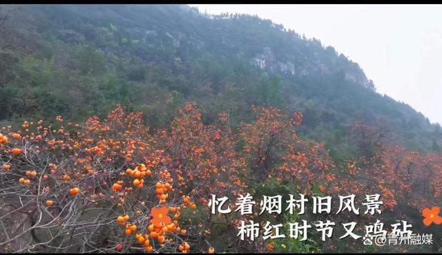 王坟秋记：静看漫山红遍 慢数似水流年