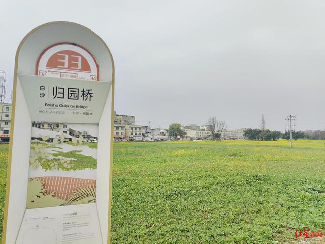 成都绕城绿道油菜花开了，可持续赏花到4月！