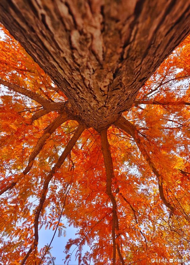冬日水杉叶泛红，沂河岸边添美景