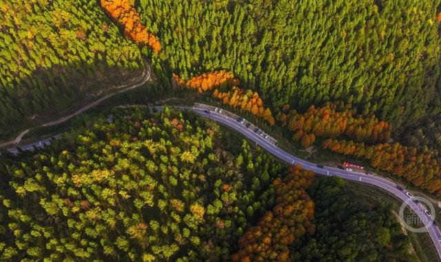 彩林进入黄金期，这条旅游公路美出圈！