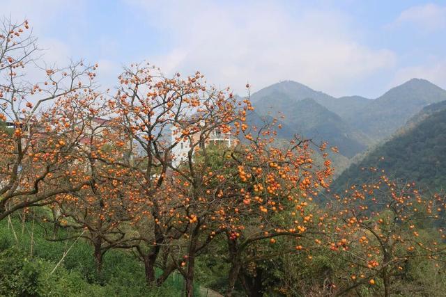 柿子挂满枝头！浙江古村的秋日盛宴，看完就想出发