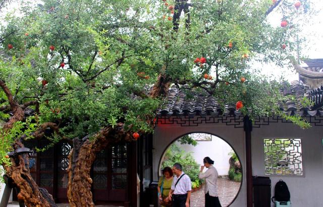 江苏苏州：古典园林怡园石榴红