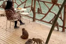 常州一景区推出“吗喽下午茶”，人和野猴近距离接触，官方提醒防止抓伤图片