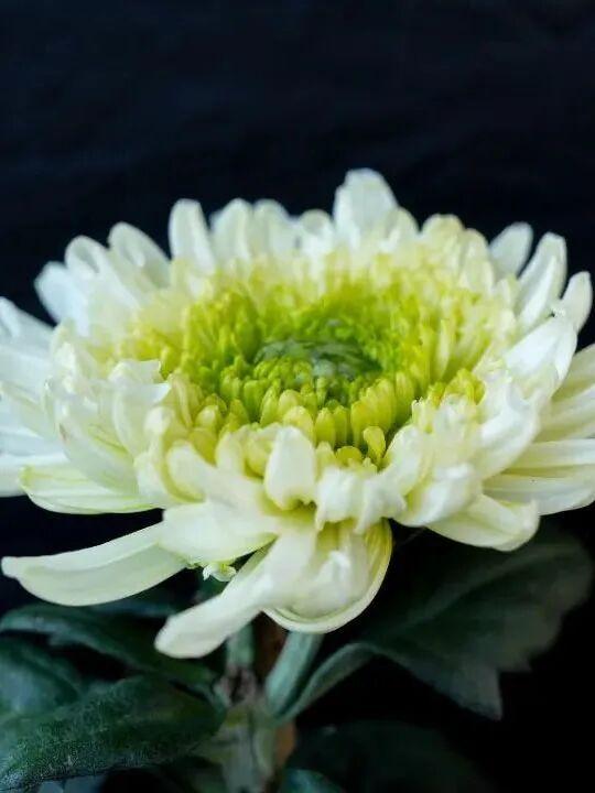 这场秋菊盛会，描绘着福建的千年风雅