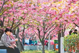 河南鹤壁：“赏樱经济”持续升温图片