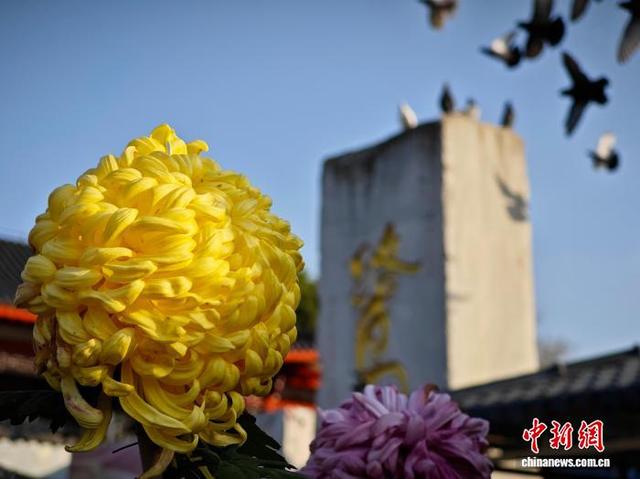 江西南昌天香园万菊绽放 民众醉游菊香花海