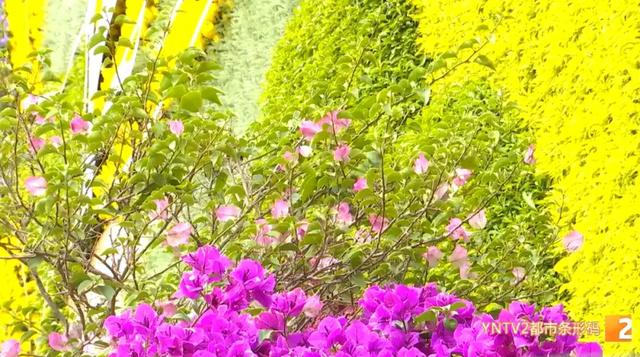 牛虎铜案、金马碧鸡“画”在墙上了!快来打卡昆明这个50米3D花墙