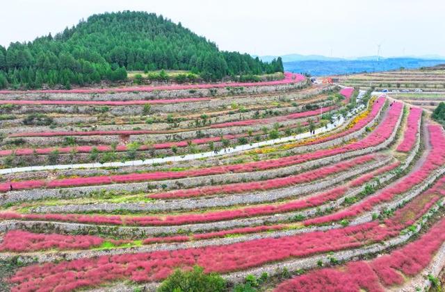 四季流转 多彩枣庄 | 云霞落梯田 粉黛乱子草织就山间浪漫