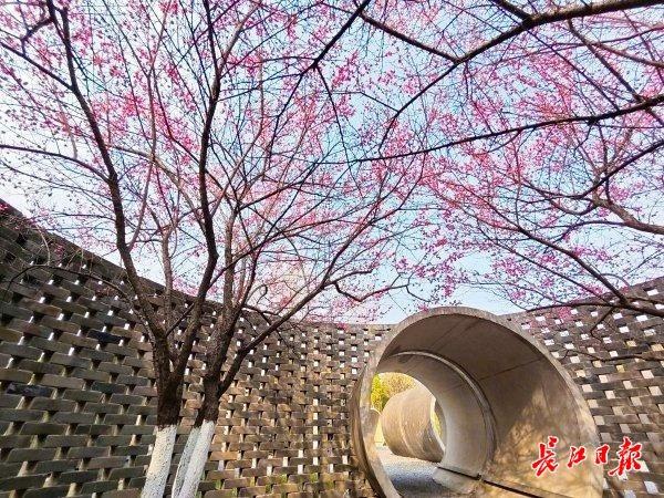 三梅争艳，武汉园博园藏着一只超级“花篮”