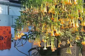 厦门街头曼陀罗花开放吸引游客打卡，专家：全株均有毒，避免误碰误食图片