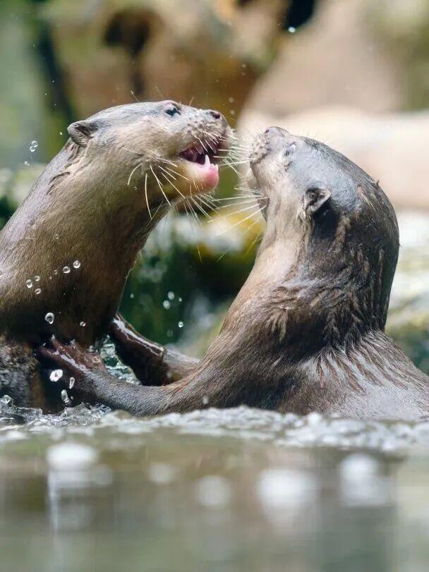 比电影还上头，重庆现实版“疯狂动物城”，超好逛！