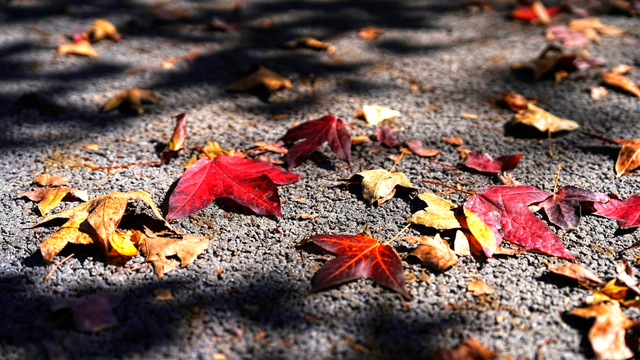 石林的冬天，藏着“延迟版”秋景