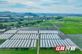 湖南道县：蔬菜基地 锦绣田园（组图）图片