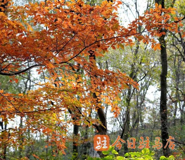 初冬金顶山：红叶染层林 漫山披盛装