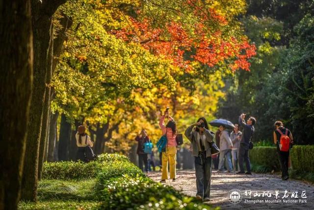 官宣：进入最佳观赏期！