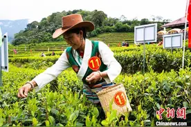 西藏自治区墨脱县举办2025年“墨脱采茶人”技能大赛图片