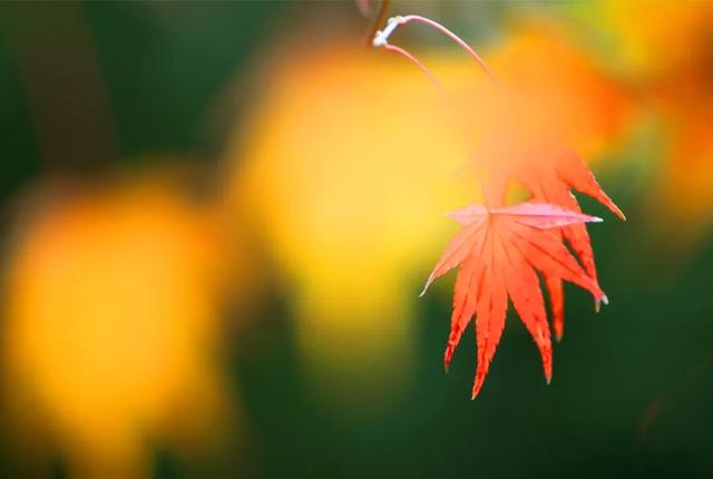 周末·美景丨太美了！一年一度，长沙人最盼望的这天来了（附攻略）