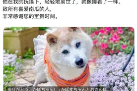 “Doge”表情包原型柴犬去世图片