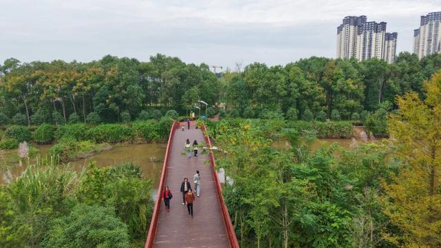 藏在西充城里的“芙蓉秘境”！千余亩美景承包你的秋日浪漫