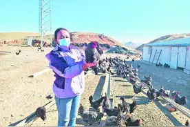 【新春走基层】小小芦花鸡“啄”开致富门图片