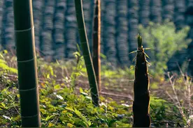 陈伯生|情笃最忆少年郎图片