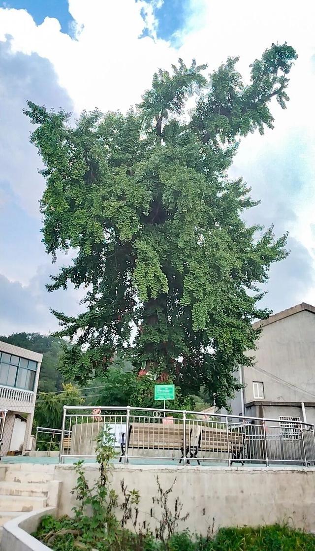 1300岁！武汉两株“银杏王”，金了