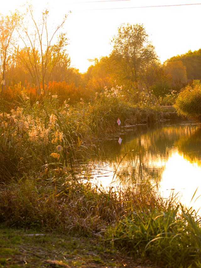 一眼心动！周末邂逅北京芦花漫舞，超有秋日feel~