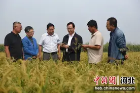 河北深州：科技赋能跑出乡村振兴“加速度”图片