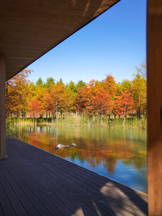 杉树红了！魔都藏着绝美水上森林→