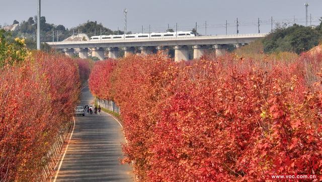 美到词穷！湖南秋叶观赏指南等你收藏