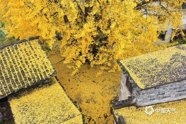 秋到南方 赴一场秋叶的绚烂之约