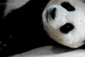 福宝惬意打盹松弛感满满图片