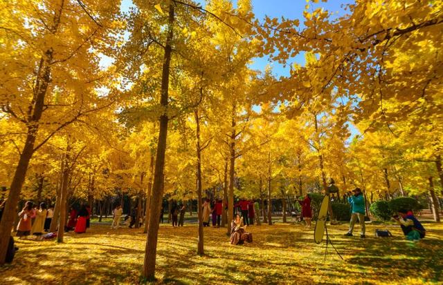热门消息-济南的秋天，是懂“配色”的！(9)