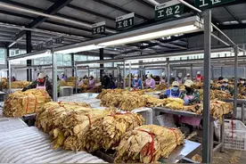 三门峡卢氏县：烟叶“丰”景好 “金叶”促增收图片