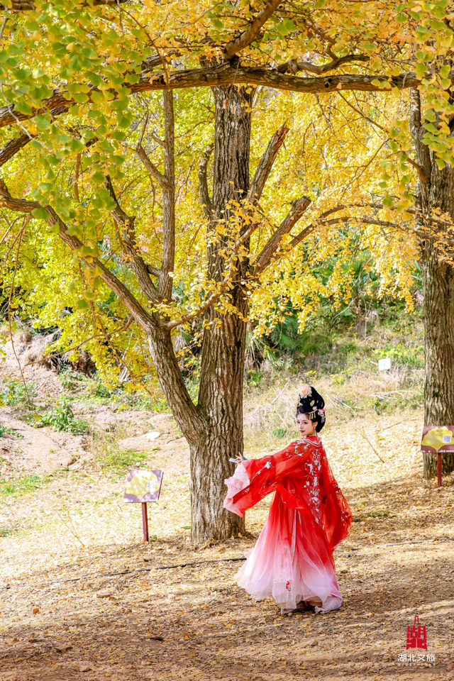 黄都黄了，不如来银杏谷走走