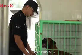 9岁的警犬 还能做什么？图片
