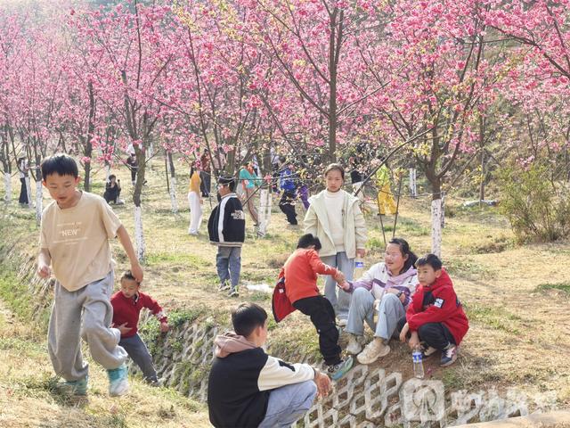 马龙樱花谷：花海人潮共绘春日盛景