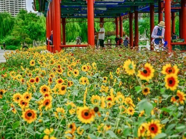 北京号最精彩｜一步一景！通州西海子公园新添超美花海