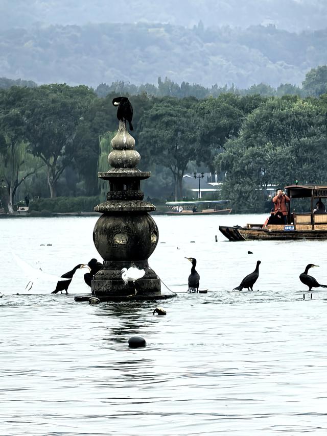 晚潮｜三潭石塔观鸬鸟
